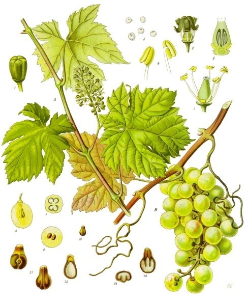Winorośl właściwa
